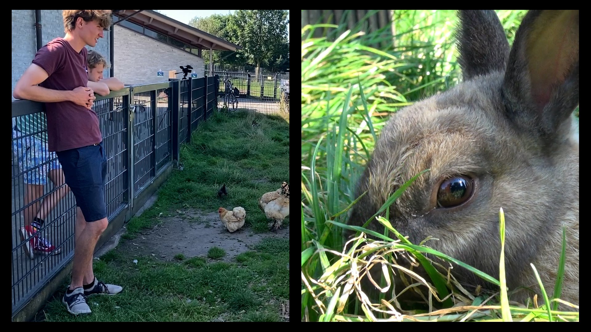 Alumnus Max van der Riet zorgt voor blije konijnen in Griftstede | HKU