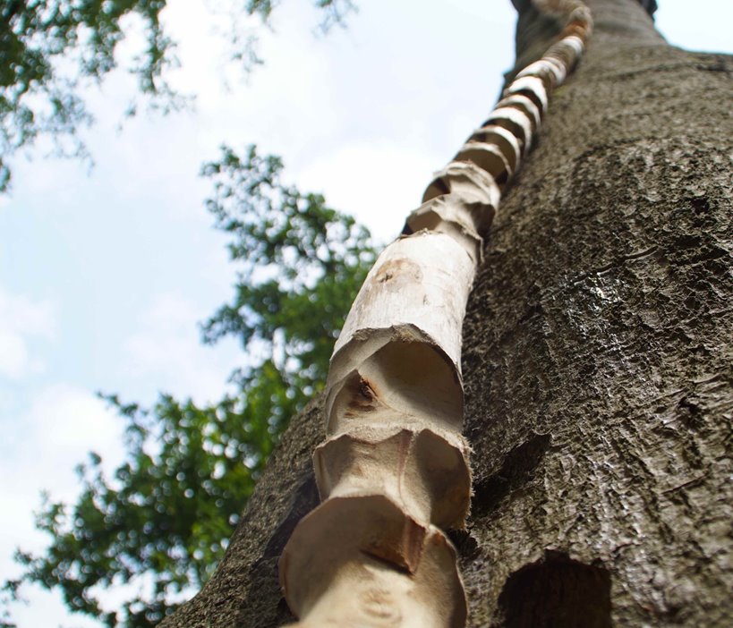 Growing Structures 2023